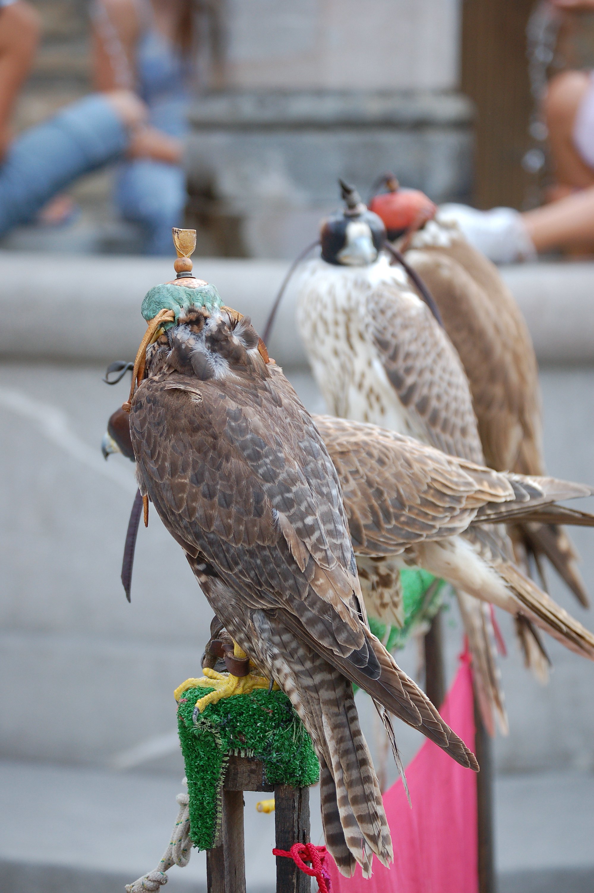 Falconeria1